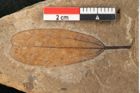 Foto (Detailansicht) von Plantae indet.  (NHMW-GEO-2024-0188-11418)